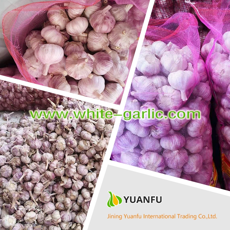 garlic sellers garlic sellers